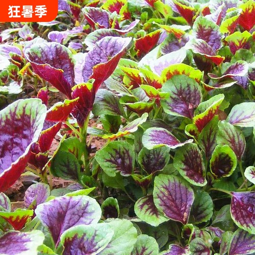 苋菜种子大全种籽老品种多季种植农家汉菜蔬菜大叶耐热高产西瓜