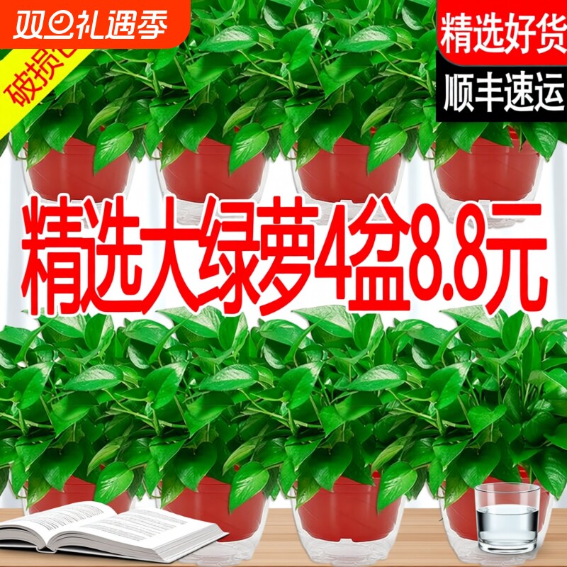 新房绿萝室内盆栽除甲醛净化空气植物花卉客厅绿植绿箩好养大气