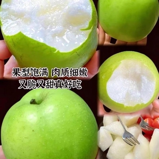 雪梨现季 一级脆甜 梨子应季 安徽绿色梨香梨新鲜水果当季