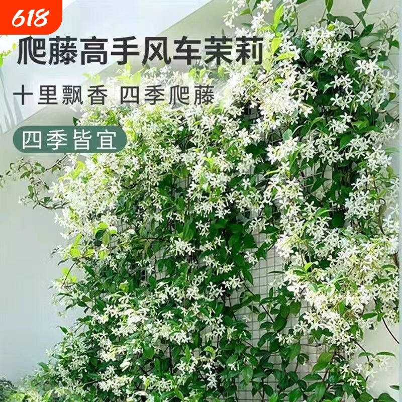 风车茉莉盆栽大苗垂丝爬藤蔓花卉耐寒阳台庭院绿植物四季开花耐热