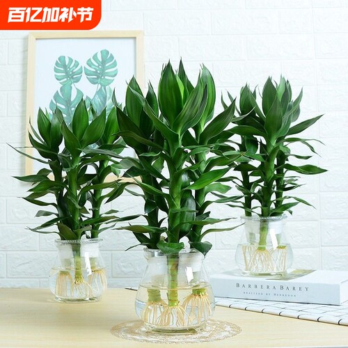 观音竹水培植物|超1800人收藏