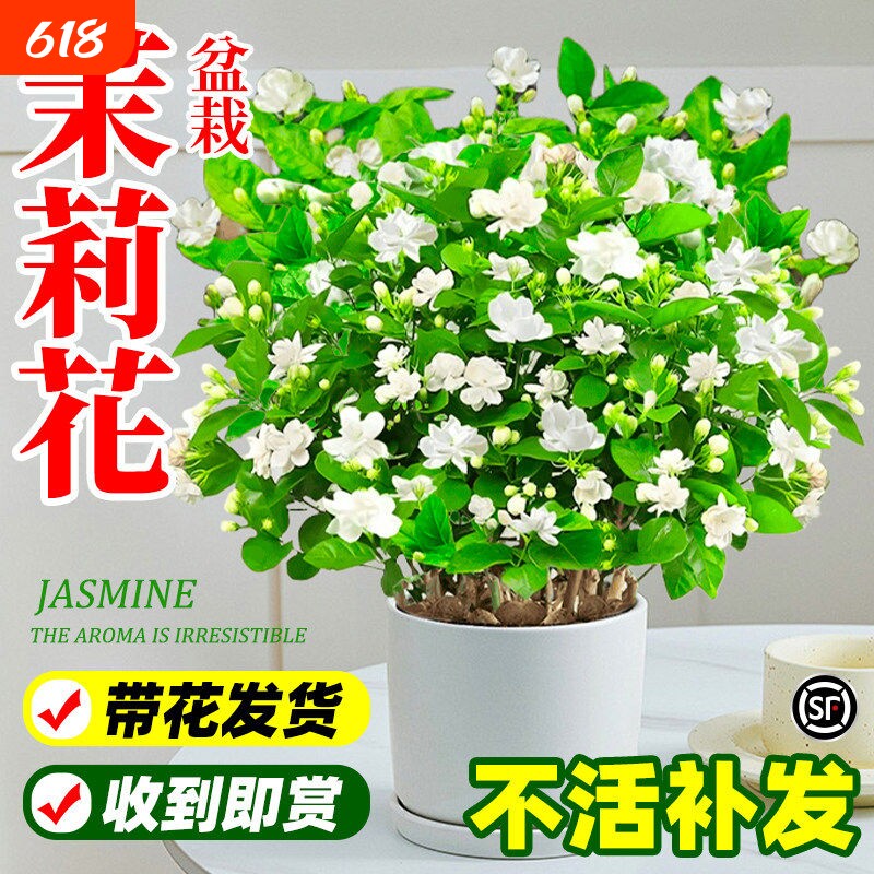 茉莉花盆栽阳台花卉带花苞老桩树苗驱蚊水培栀子花卉绿植室内好养
