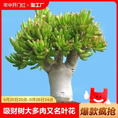 天降福利：【天降到手1.88元】多肉绿植随机5颗 【券后价】1.88元
