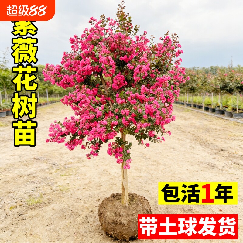 紫薇花树苗庭院大型老桩别墅室外道路绿化植物风景大树百日红花卉