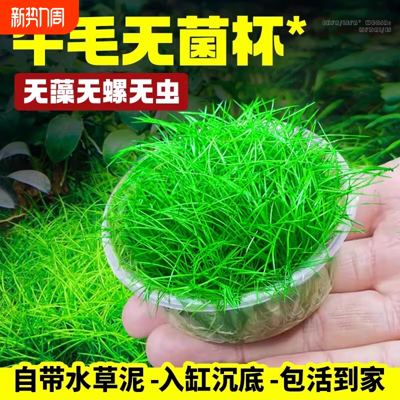 牛毛水草鱼缸专用造景草坪草皮前景草真草阴性植物无菌杯迷你牛毛