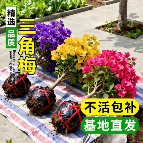 重瓣三角梅盆栽带花苞爬藤四季花卉开花室内阳台庭院好养易活绿植