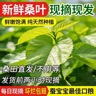蚕宝宝新鲜桑叶学生养蚕套装大桑叶小桑叶养蚕桑饲料小蚕嫩桑树叶