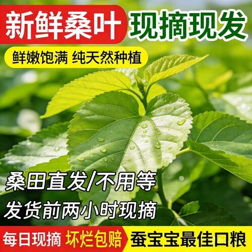 蚕宝宝新鲜桑叶学生养蚕套装