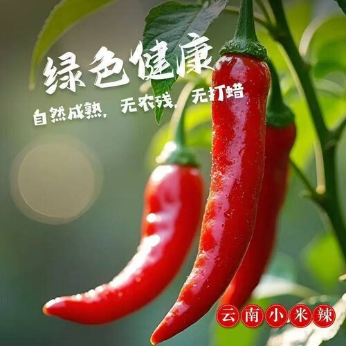 云南农家自种新鲜小米辣包邮到家