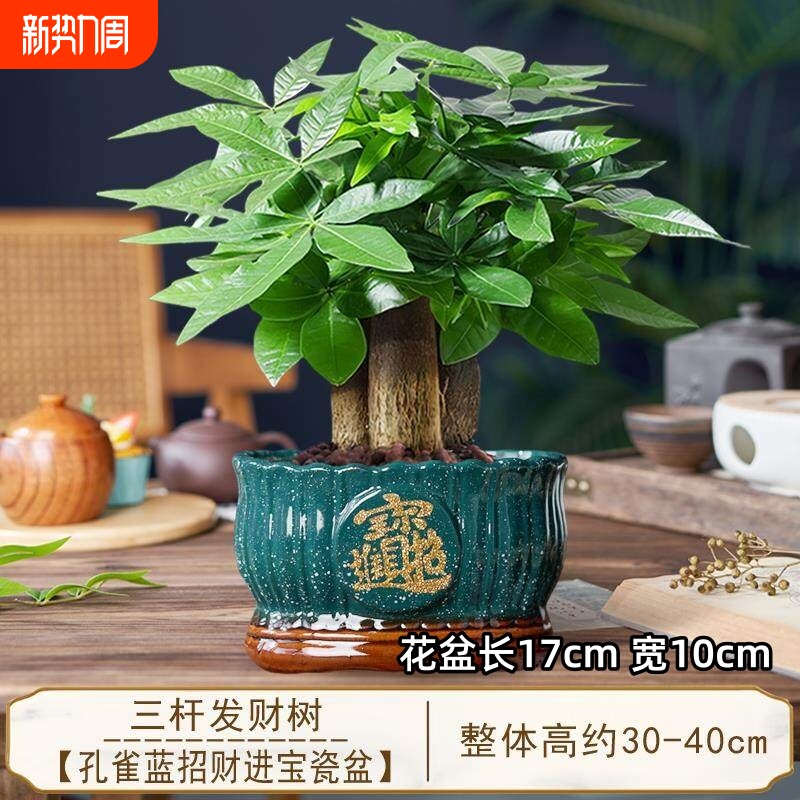 发财树小盆栽三杆开业招财绿植物办公室客厅旺宅盆景好养桌面大气