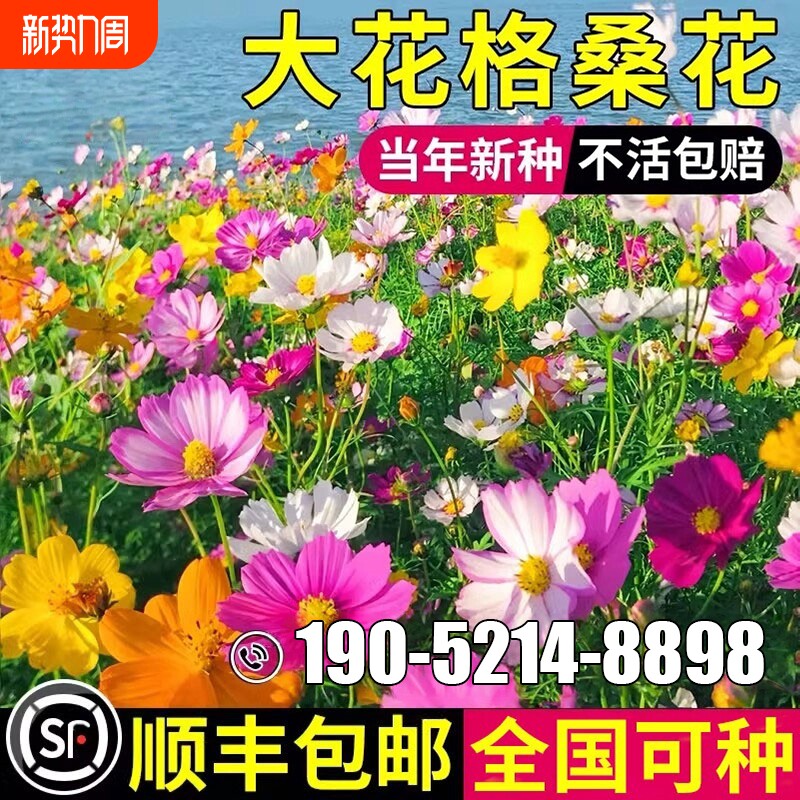 格桑花种子波斯菊四季播种开花易活七彩室外庭院花种籽子野花大花