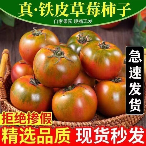 铁皮柿子丹东自然成熟草莓西红柿水果酸甜自家种生吃蔬菜新鲜农场