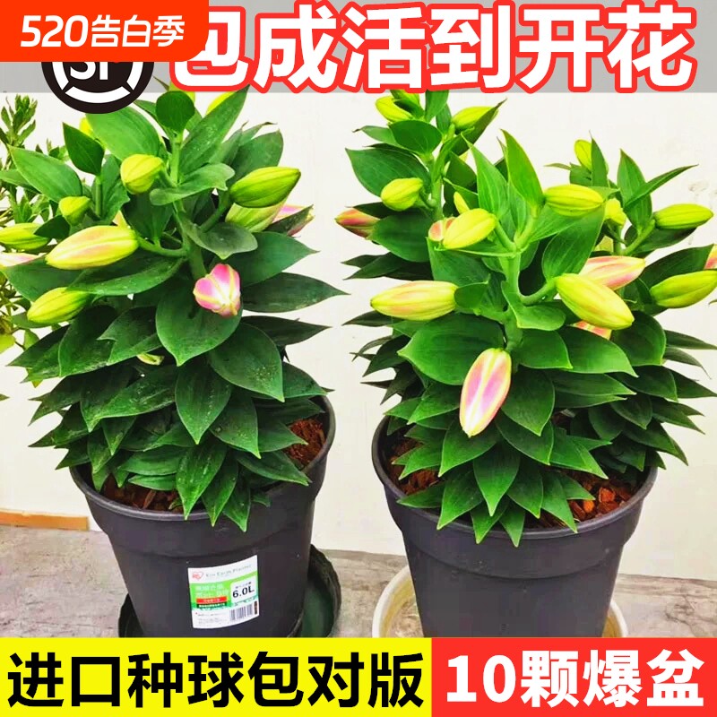 百合花种球香水百合四季开花好养活花卉植物室内外花苗盆栽花种子
