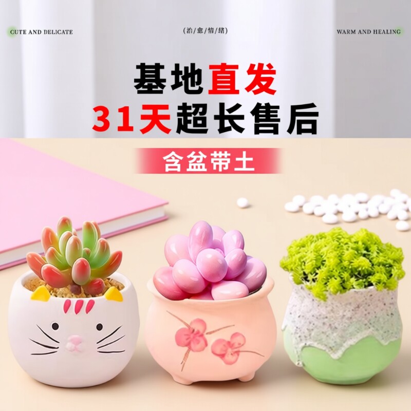 多肉植物组合室内小盆栽玉露桃蛋老桩仙人球绿植幼儿园仙人掌DIY