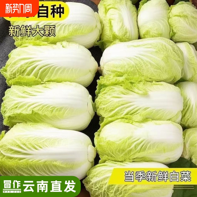 云南高原黄心小娃娃菜大白菜新鲜蔬菜包心菜黄心白菜脆甜沙拉蔬菜