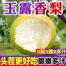正宗山西玉露香梨脆甜多汁隰县雨露香梨子当季 新鲜送礼品脆甜皮薄
