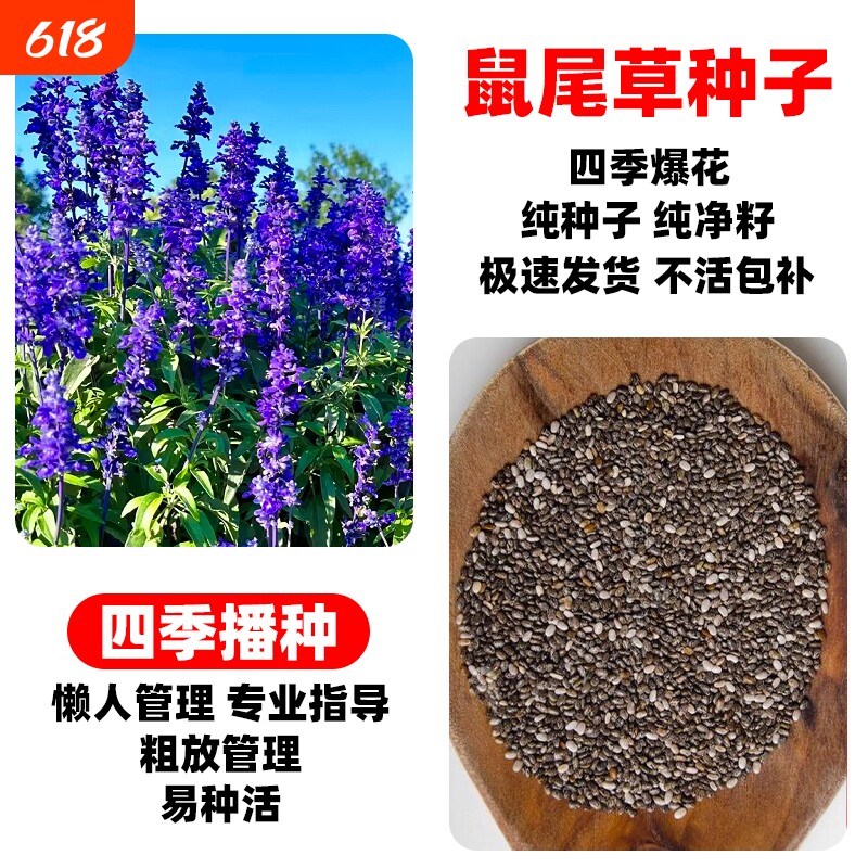 蓝花鼠尾草花籽四季播种一串兰花种子公园景区花海花种籽牧草种植