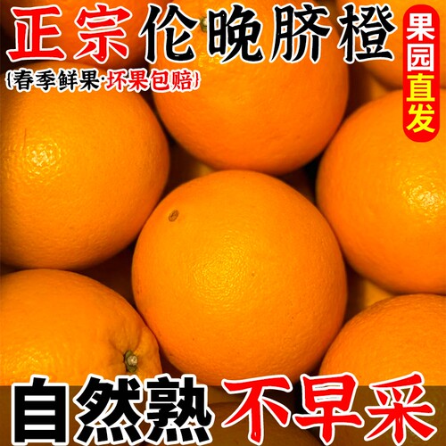 【春季鲜橙】正宗伦晚脐橙鲜果
