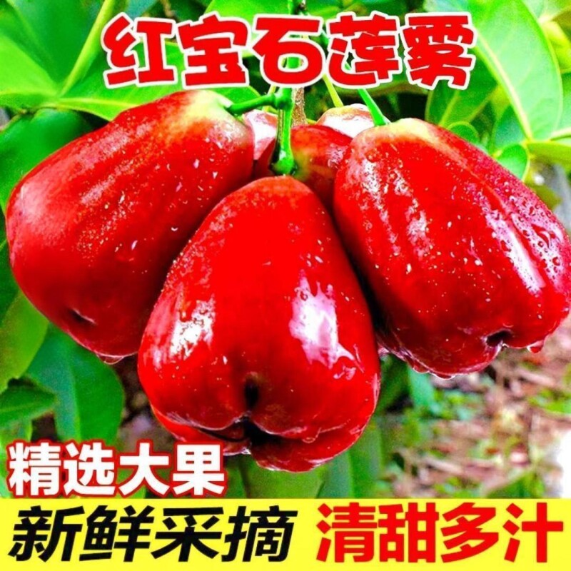 【顺丰京东】福建海南红宝石莲雾新鲜现摘整箱孕妇鲜果香甜多汁鲜图片