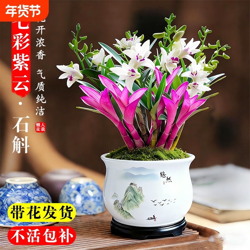 七彩香水石斛兰花净化空气水培开花盆栽花卉带花紫云泼墨冬季凤羽