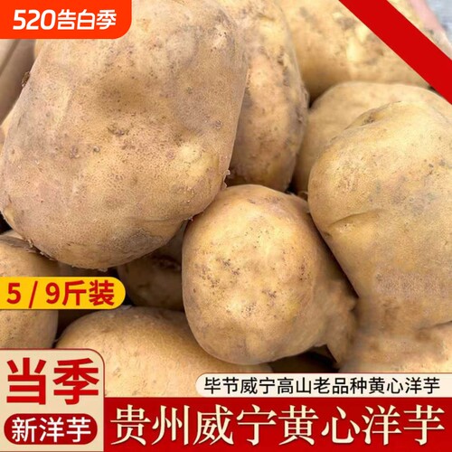 贵州毕节威宁黄心米拉洋芋高山特产老品种土豆新鲜黄皮粉糯马铃薯