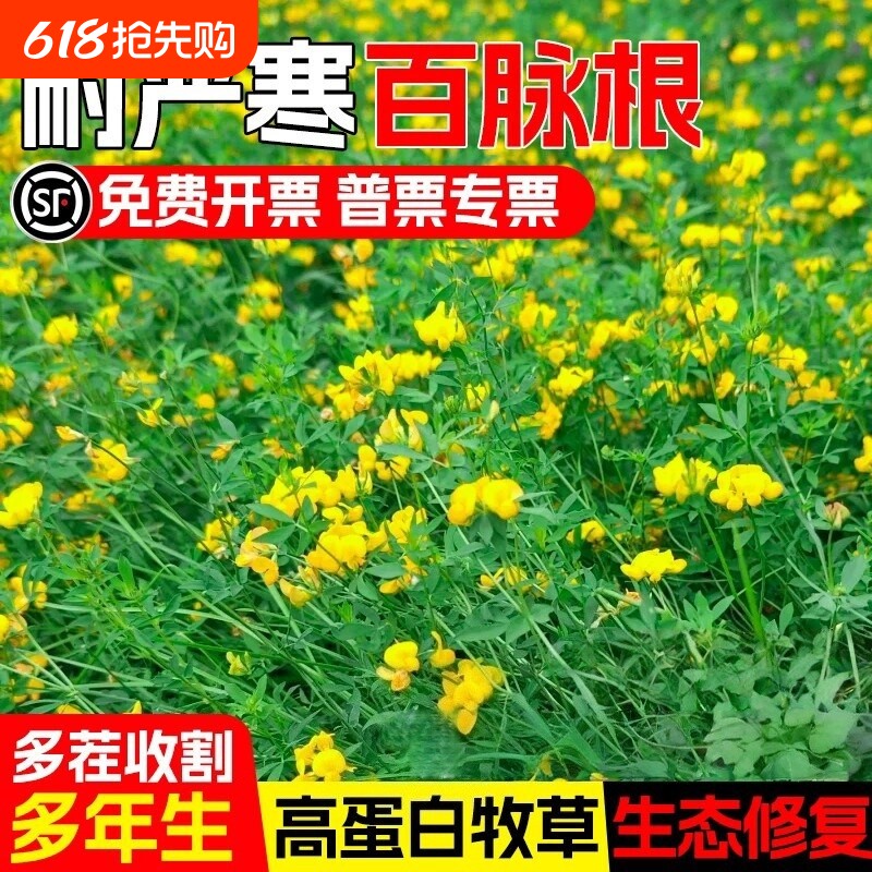 百脉根种子多年生五叶草耐寒耐贫瘠饲用牧草绿化蜜源优质草种籽