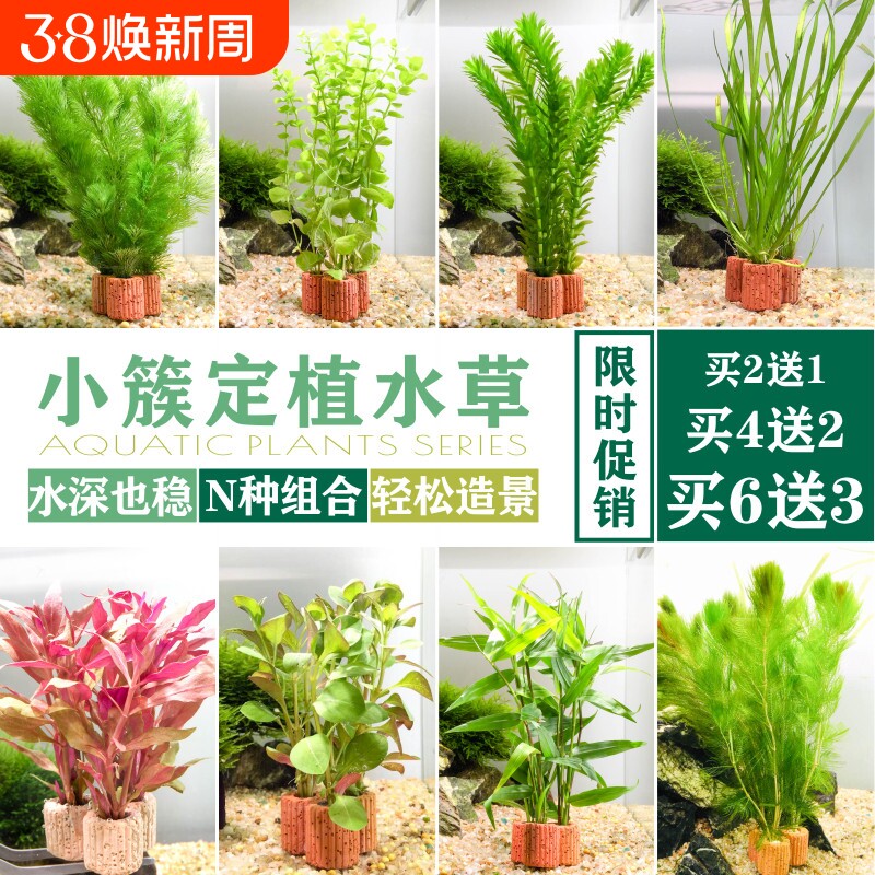 定植小水草懒人金鱼草热带鱼缸造景装饰花草新手入门水景套餐绿菊