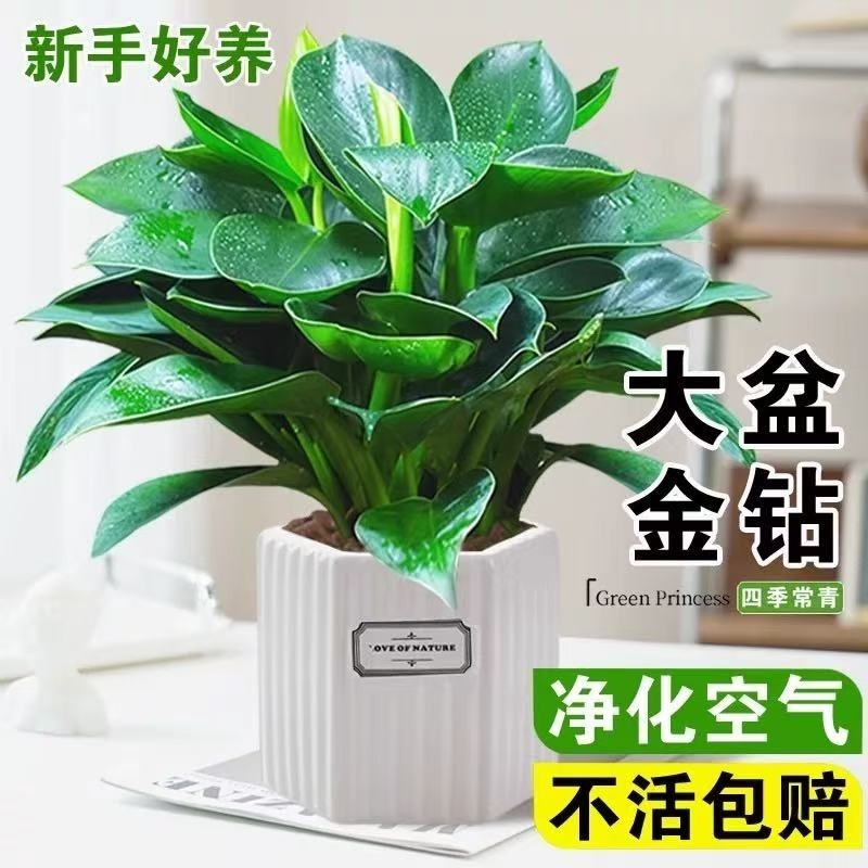 大金钻盆栽绿公主水培植物办公室内绿萝箩绿植多肉大叶植物除甲醛
