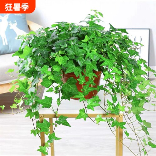 基地直销 新品特惠