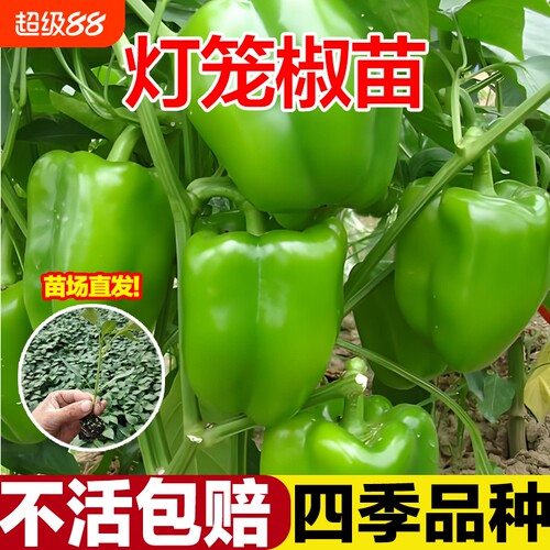 灯笼椒苗菜椒不辣的青椒辣椒苗薄皮山东寿光秧苗带土高产四季盆栽