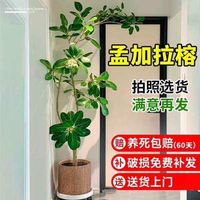 造型孟加拉榕盆栽大型绿植高级感客厅黄金榕树室内落地旺宅好养活