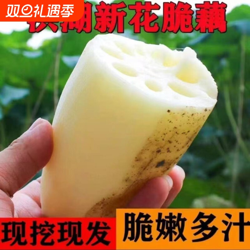 湖北莲藕新鲜脆藕水果莲藕新鲜现挖时令蔬菜清炒凉拌火锅食材
