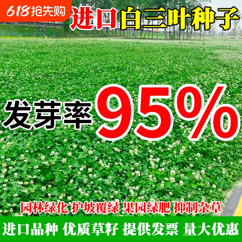 进口三叶草种子红三叶白三叶种籽幸运草四季常青耐寒绿化草坪草籽