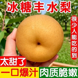 正宗山东秋月梨脆甜多汁新鲜当季梨子礼盒应季孕妇水果现发整箱包