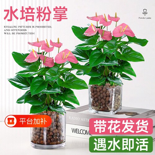 水培植物粉掌盆栽带花红掌白掌风顺花卉鲜花室内好养绿植四季开花