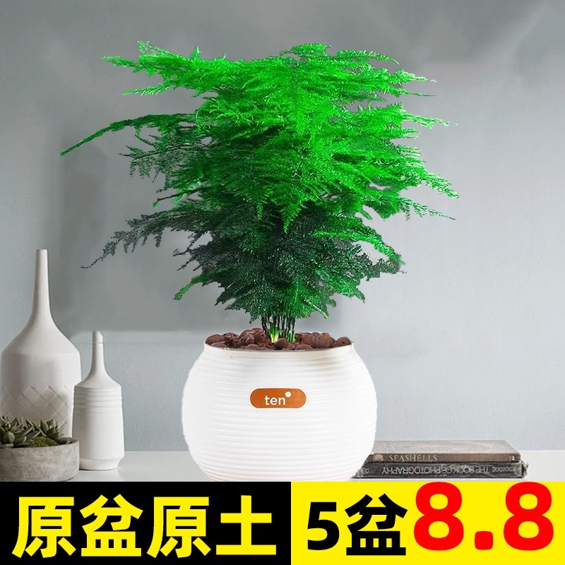 文竹盆栽盆景植物室内客厅花卉桌面绿植好养四季常青大盆栽水培,鲜花速递/花卉仿真/绿植园艺,绿植,淘宝优惠券,粉丝福利购,淘宝优惠卷