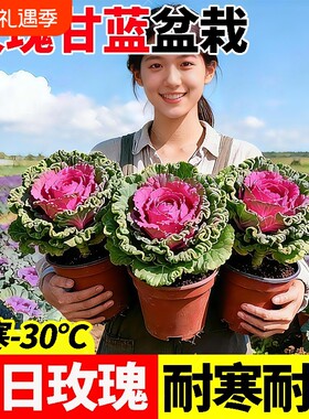 羽衣甘蓝盆栽大苗食用植物花卉牡丹冬季耐寒室内室外种植耐冻品种