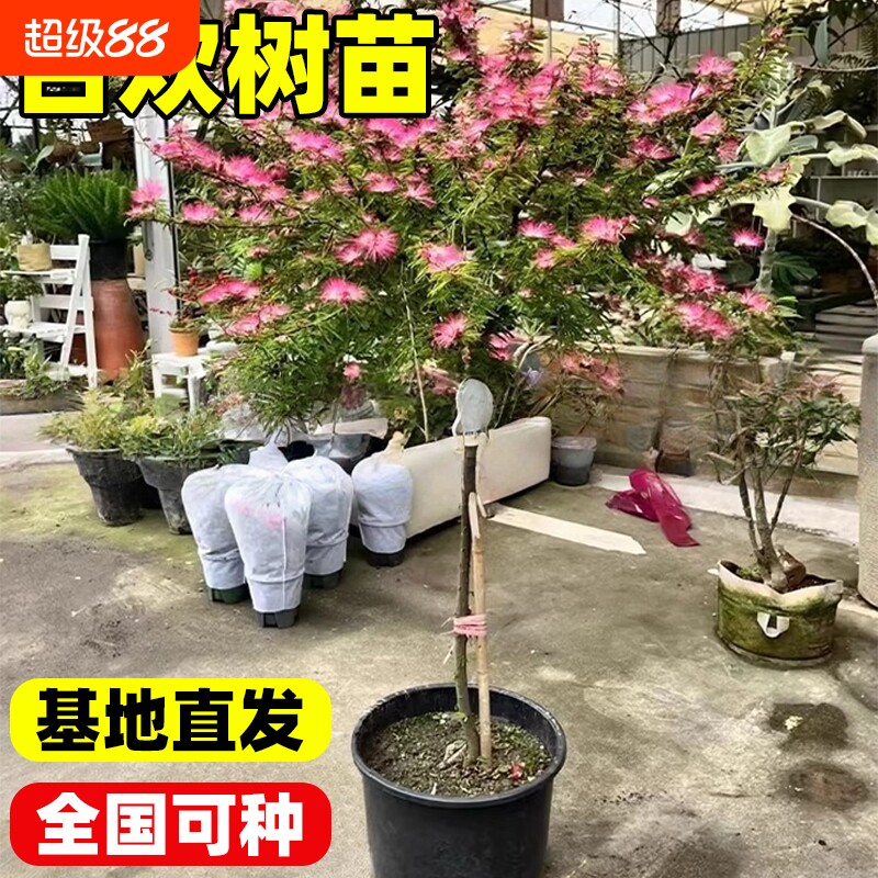 合欢树苗绒花树大树庭院耐寒旱绿化乔木南北方办公桌开花种植小苗