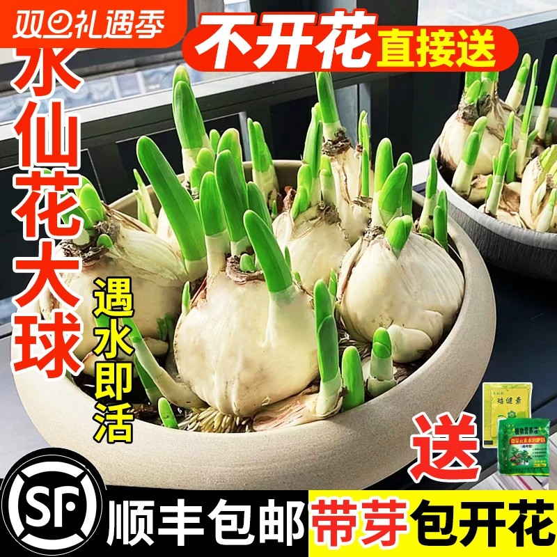 水仙花种球特大漳州重瓣水培盆栽花卉室内冬季四季好养种子种植