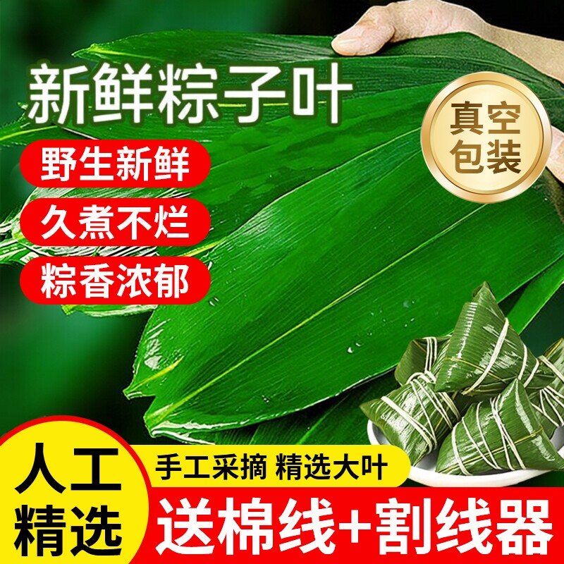 端午粽叶新鲜粽子叶特大号包粽子专用的叶子干叶棕叶商用现摘真空
