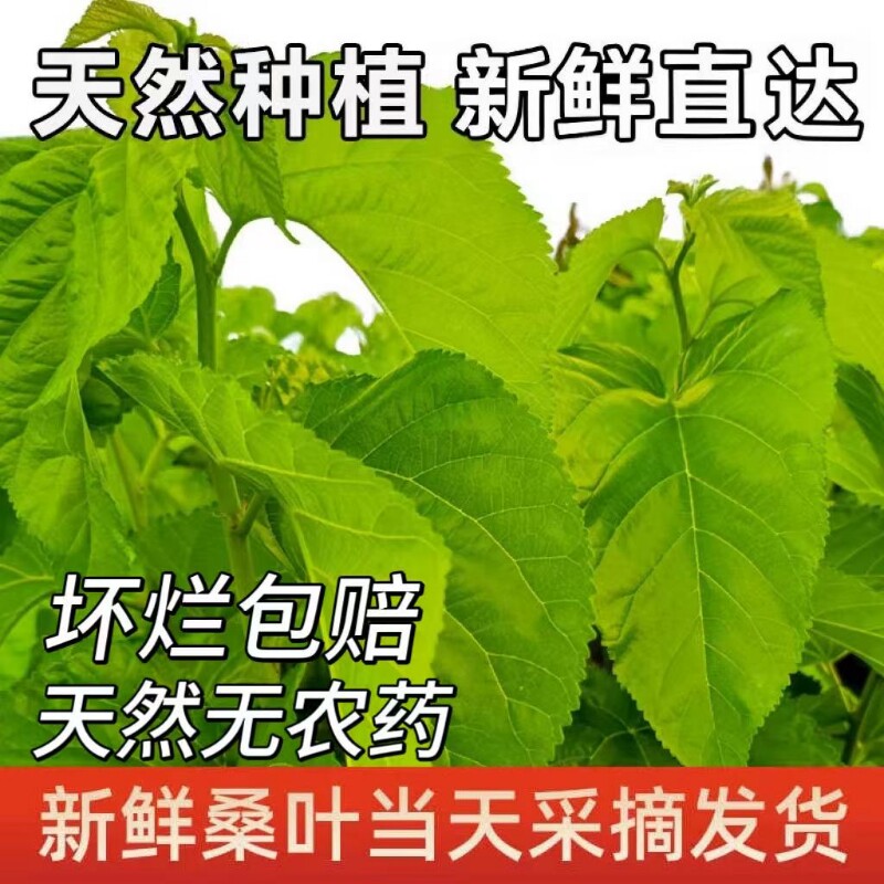 新鲜桑叶蚕宝宝学生养蚕套装饲料蚕卵嫩桑叶优质整理大叶鸣虫鲜活