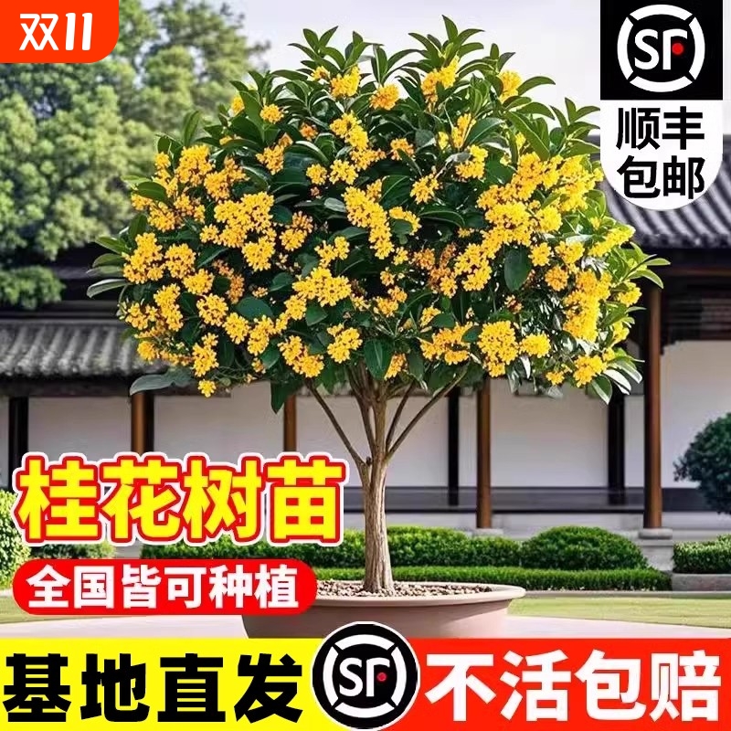 桂花树苗四季桂盆栽阳台花卉庭院浓香开花植物八月桂金桂丹桂大树