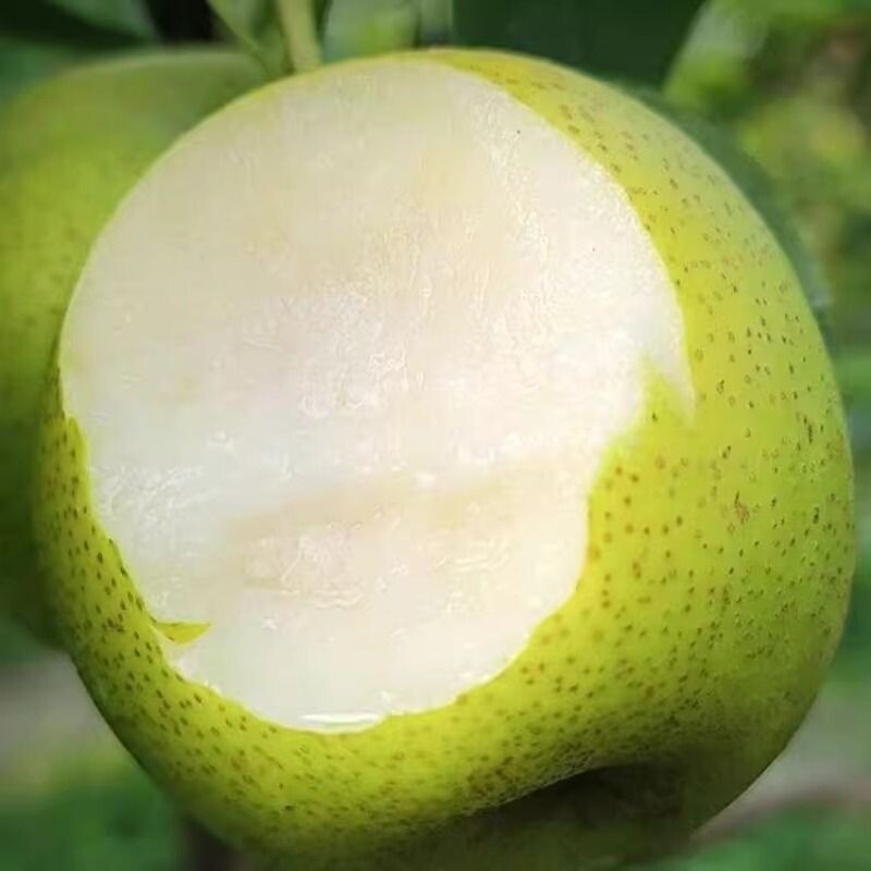 青皇冠梨新鲜水果梨子雪梨当季整箱应季特大甜脆充足农场源头脆甜