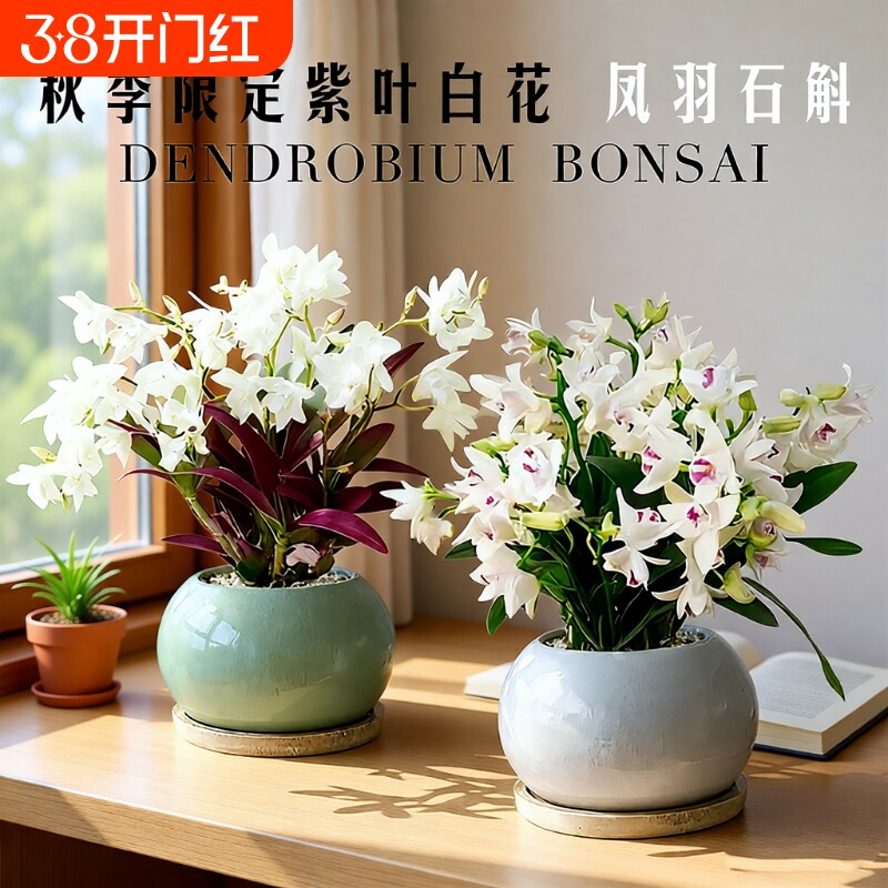 新品带花苞紫叶凤羽香水石斛兰花苗室内水培好养浓香花卉盆栽绿植