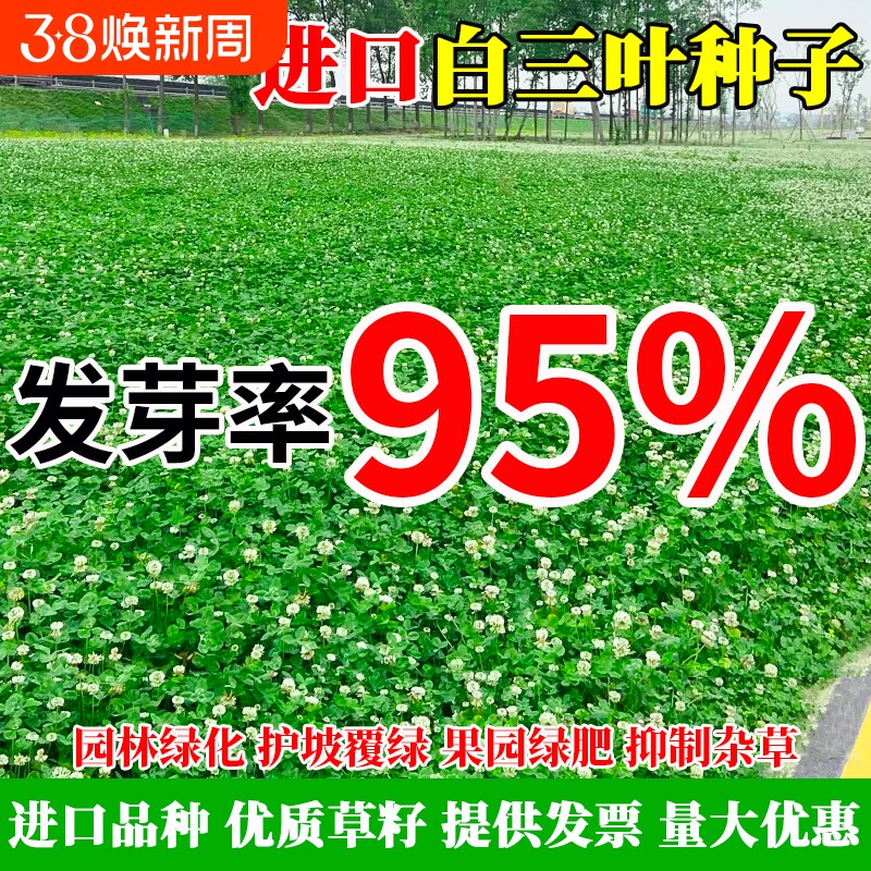 进口三叶草种子红三叶白三叶种籽幸运草四季常青耐寒绿化草坪草籽