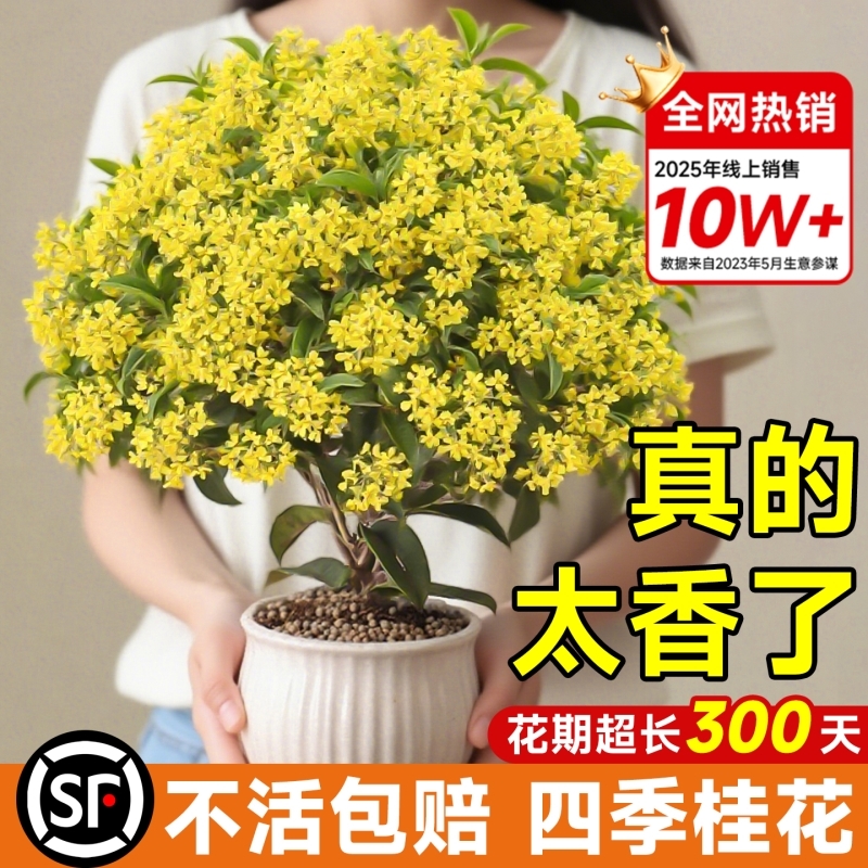 四季桂花盆栽金浓香型绿植