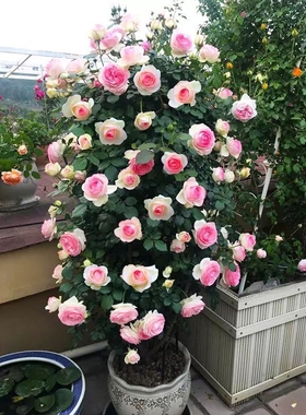 蔷薇花苗爬藤四季开花母系老桩植物耐寒浓香大花地栽盆栽花卉攀爬