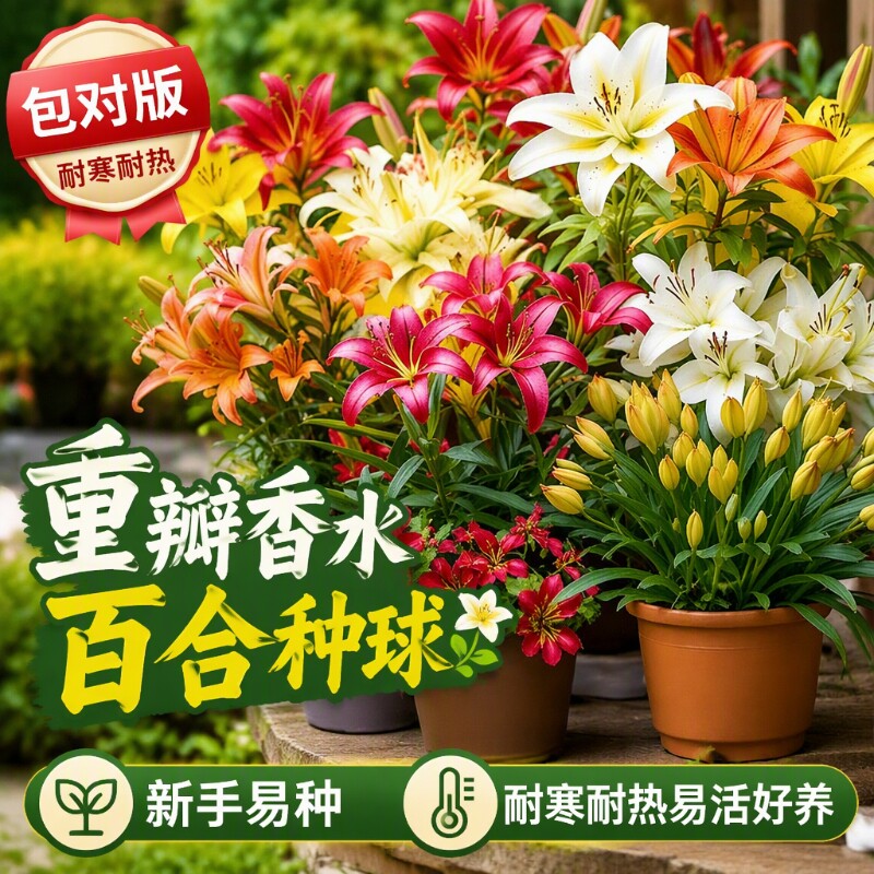重瓣香水百合种球地载室内阳台盆栽绿植花卉耐寒耐热植物水培适合