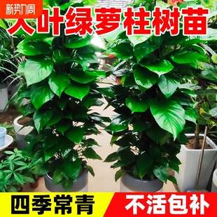 大叶绿萝柱盆栽吸甲醛大型绿植室内招财旺宅好养活办公室绿箩客厅