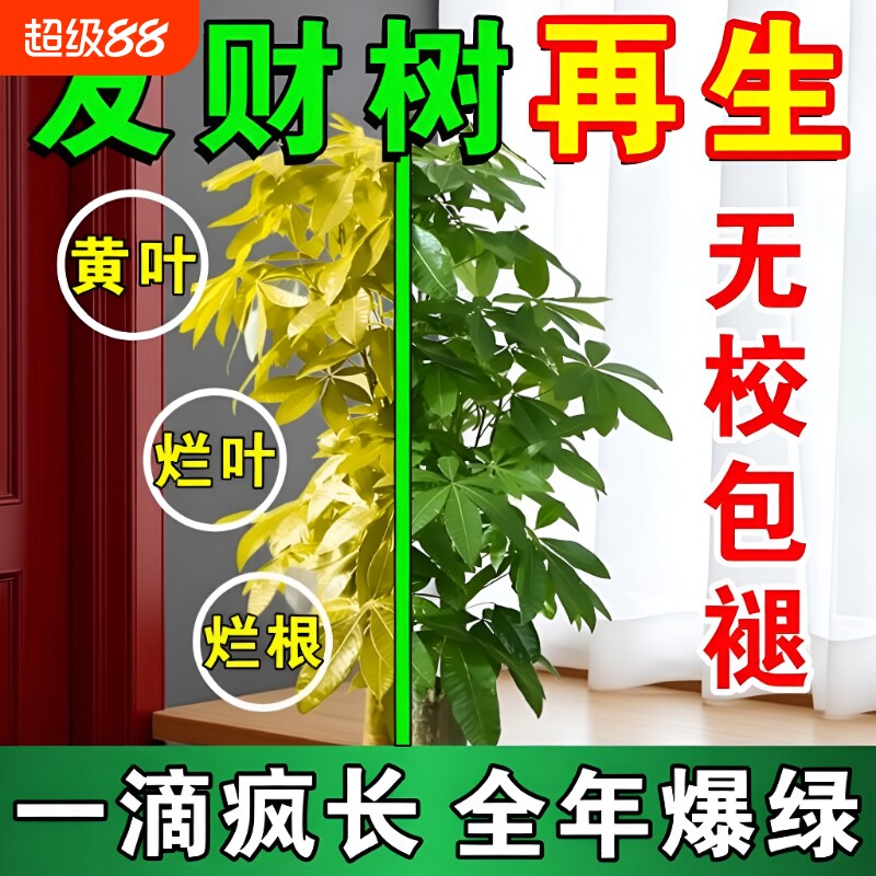 发财树专用营养液治叶子发黄图片